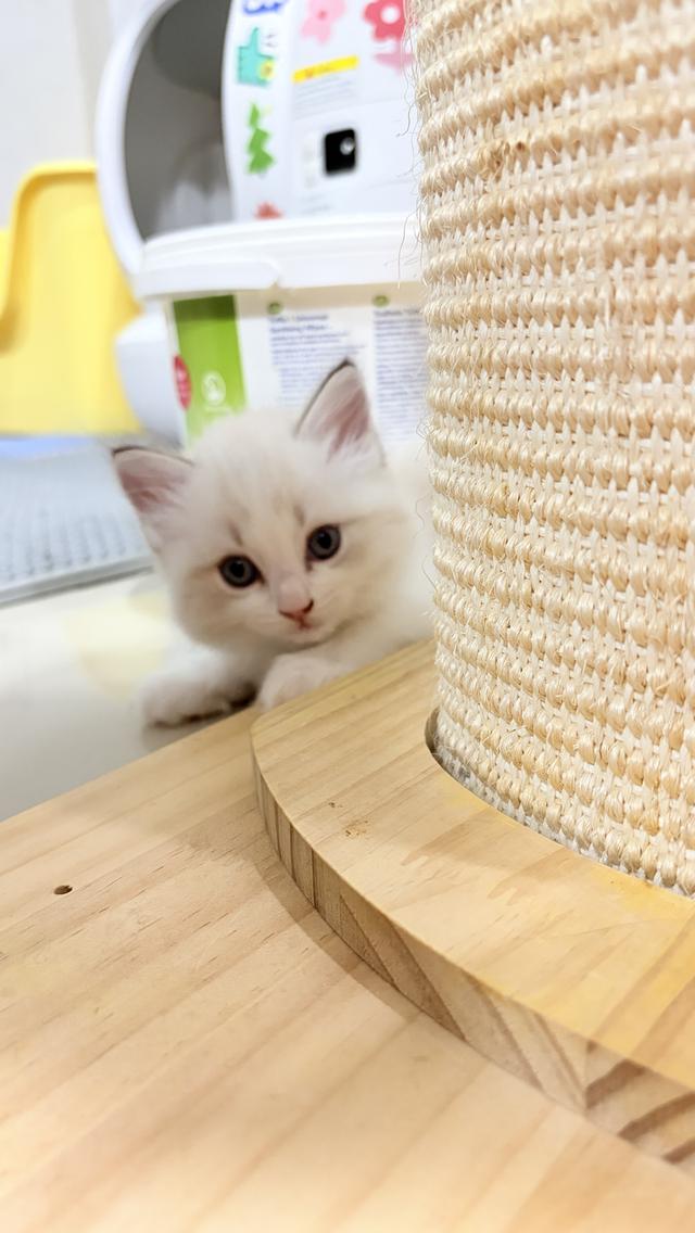 แมวสายพันธุ์Ragdoll ผู้หญิง 40,000 บาท ตรวจสุขภาพก่อนย้ายบ้าน มีใขเพ็ด WCF ทำวัคซีนแล้ว รูปย่อยที่ 4