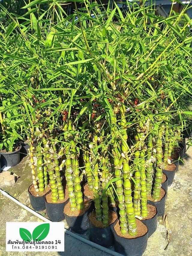 ไผ่น้ำเต้า ต้นไผ่น้ำเต้า รูปที่ 2