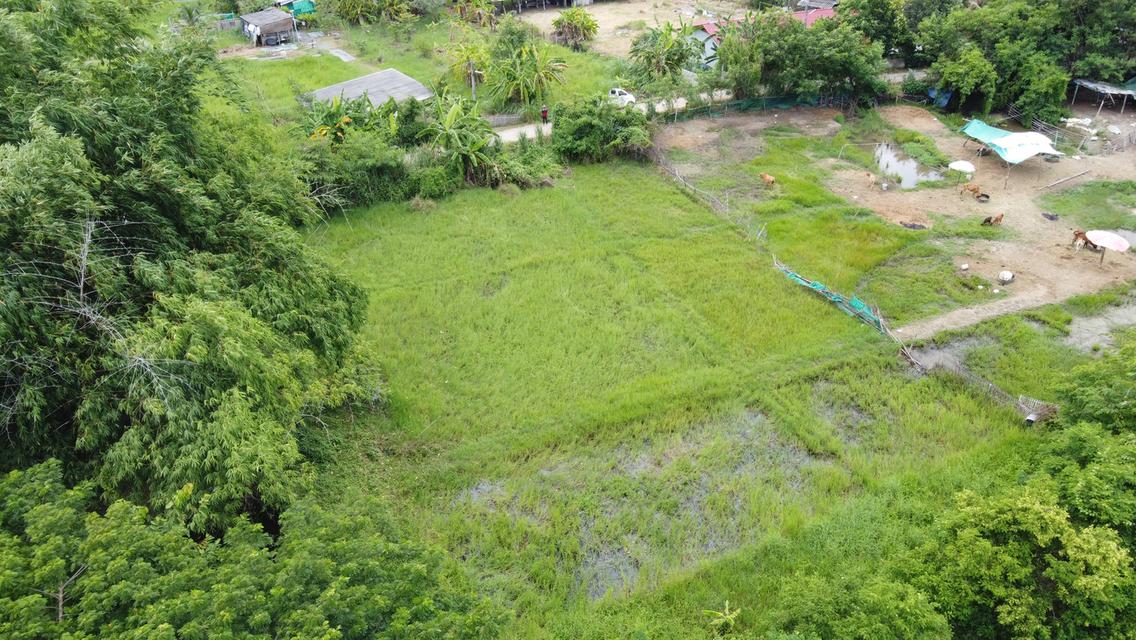  ที่ดิน 3 แปลง 378 วา , 400 วา และ 400 วา ใกล้สันกำแพงสายใหม่ 550 เมตร 8