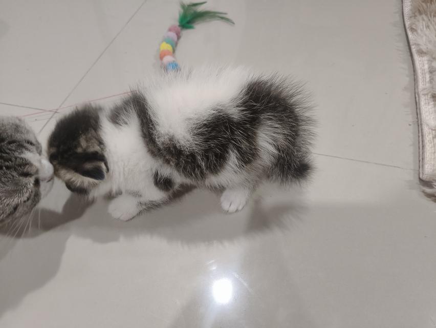 สก็อตติช หูพับ ชาย ❤️🏡 พร้อมย้ายบ้าน น้องอยู่ปทุมธานี นวนคร🏡❤️😻🏡 รูปที่ 6