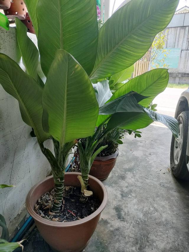 ต้นเศรษฐีวิลสัน  1