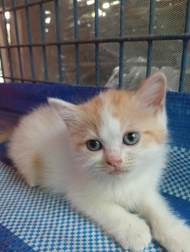 แมวสก็อตติช เพศเมีย น่ารัก รูปที่ 6