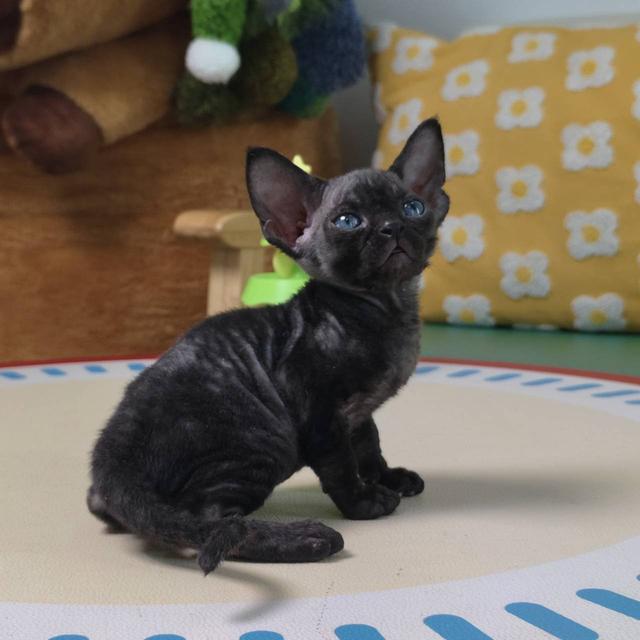 แมวเดวอนเร็กซ์ Devon rex Oscat cattery chiangmai รูปที่ 3