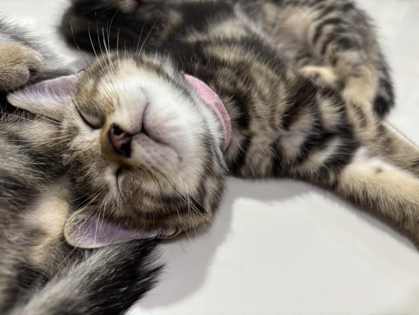 ลูกแมวพันธุ์ American Shorthair รูปที่ 2