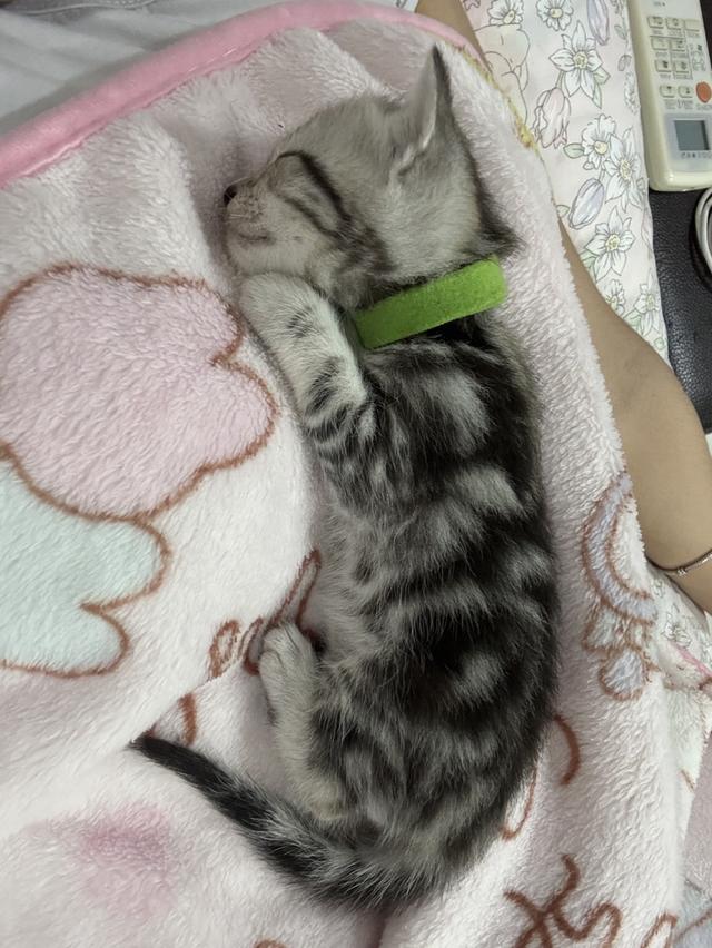 ลูกแมวพันธุ์ American Shorthair 7