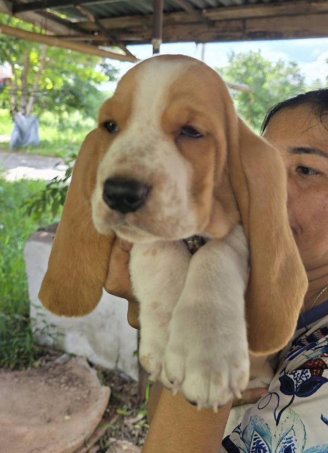 บาสเซ็ตฮาว์ดใบเพ็ดสมาคมพัฒนาพันธุ์สุนัข 6