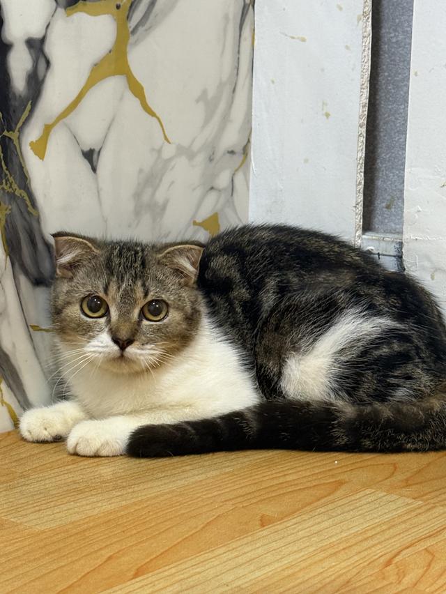 ลูกแมวพันธุ์สก๊อตติชแท้