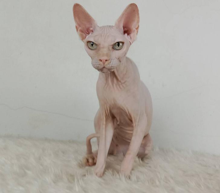 24.แมวสฟิงซ์/เพศเมีย หาบ้าน Sphynx Cat/Female looking for a new home