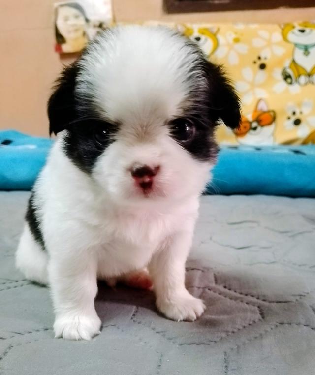 ลูกสุนัขชิวาว่าขนยาว