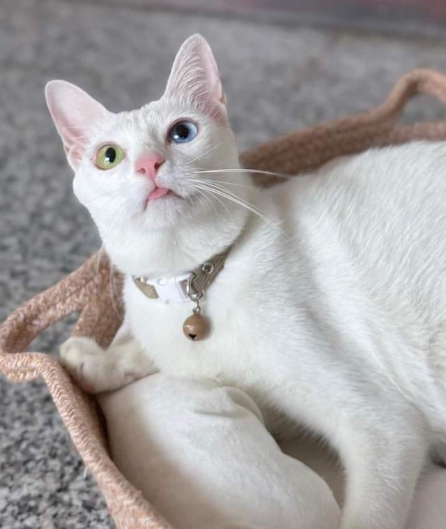 ขายแมวขาวมณีตาสองสี 1