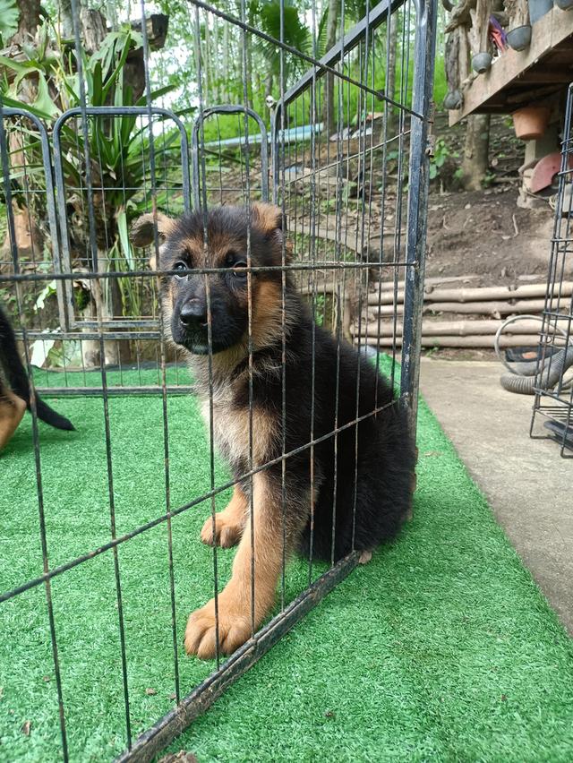สุนัขพันธุ์เยอรมันเขพเพอด
