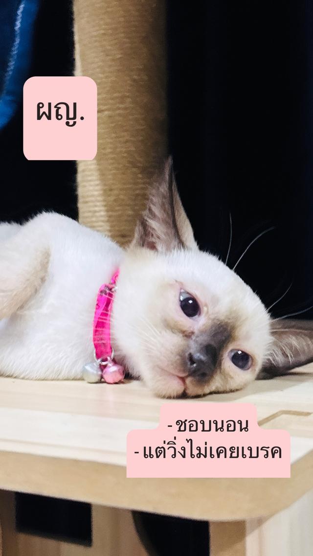 แมววิเชียรมาศ (Siamnese) เลือดแท้