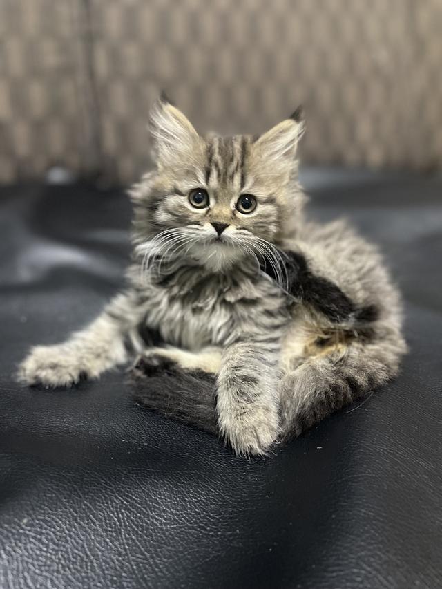 แมวลายสลิด-น้องขี้เล่น อารมณ์ดี(หญิง2เดือน) พร้อมย้ายบ้าน