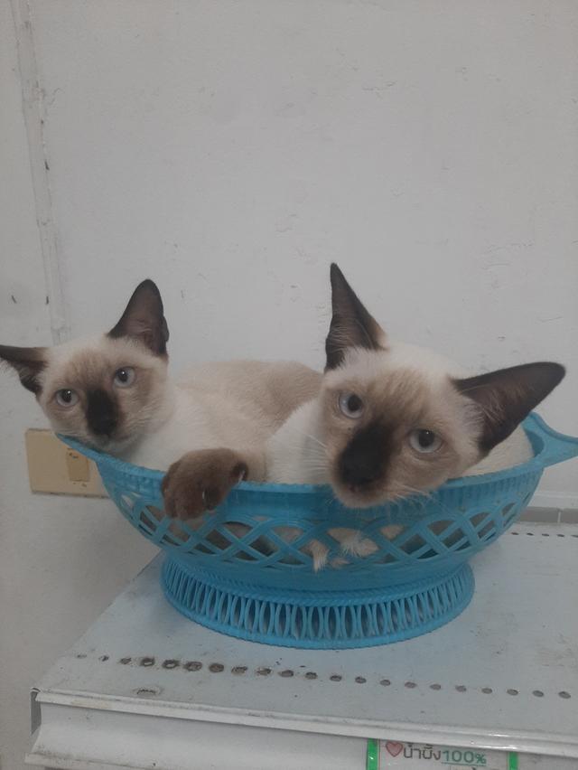ลูกแมววิเชียรมาศ หลุดจอง มีใบเพด