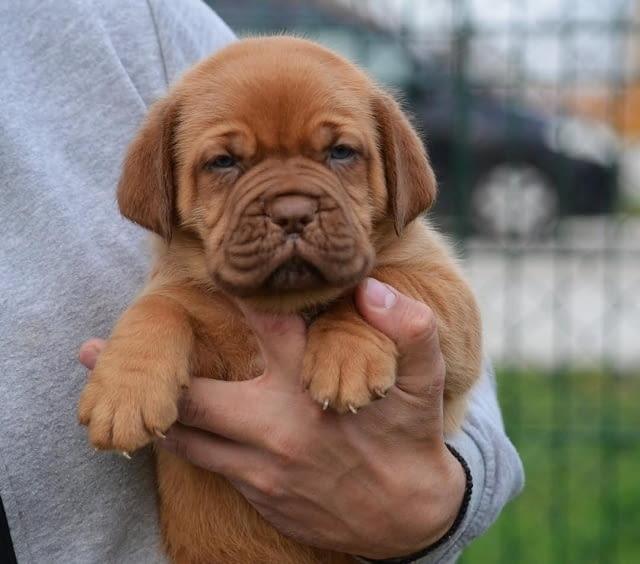 Dogue De Bordeaux Puppies WhatsApp me : +66 63 826 3042
