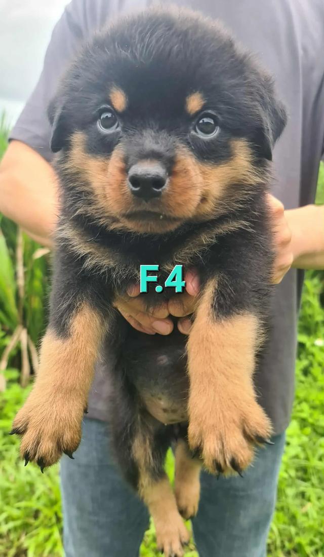 ลูกสุนัข Rottweiler พันธุ์แท้ 7