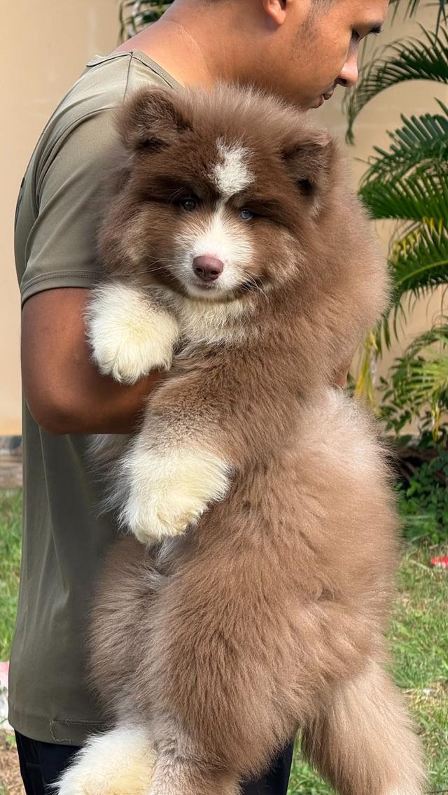 ลูกสุนัข Siberian Husky Chocolate Woolly Coat