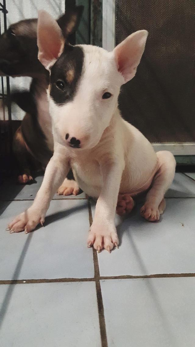 ลูกสุนัข Bull Terrier หาผู้ปกครอง 6