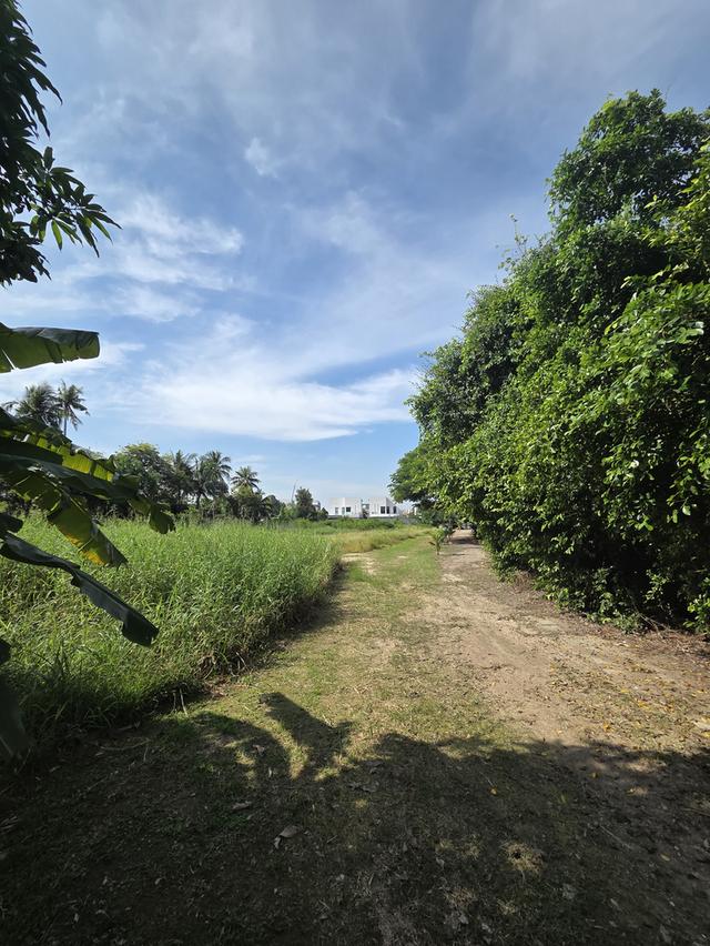 ขายที่ดิน วัดชลอ บางกรวย 2