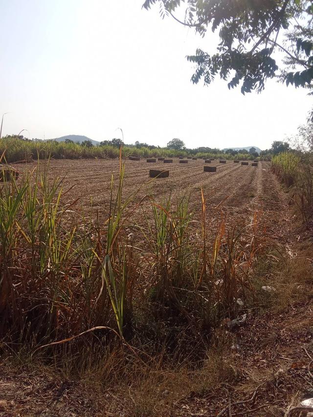ที่ดินเปล่าที่นา ทำเลดีราคาถูก 4