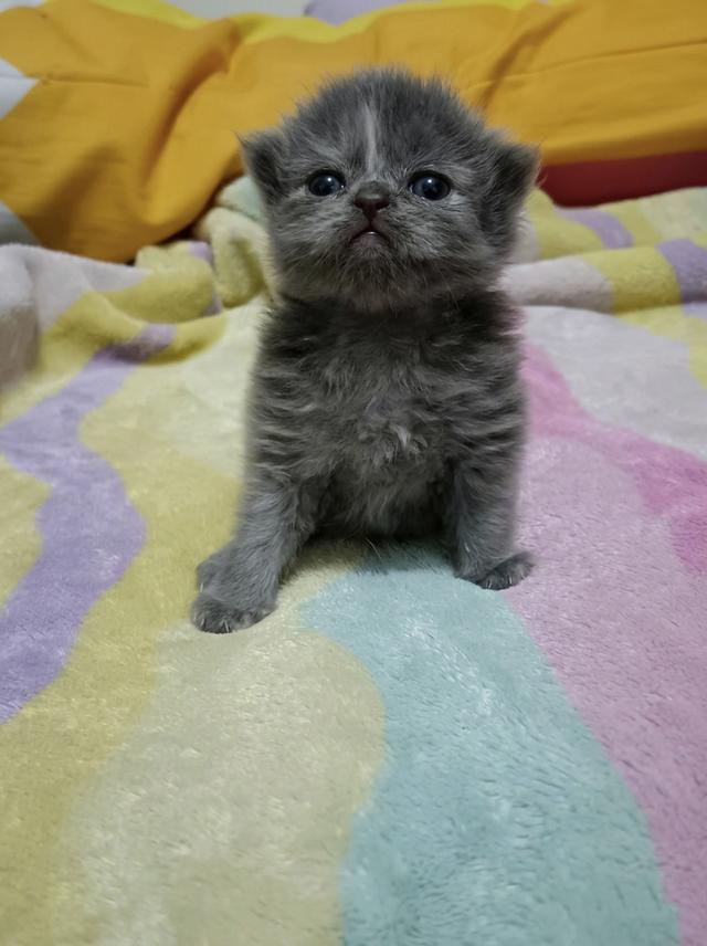 ลูกแมวเปอร์เซียแท้ พร้อมฉีดวัคซีนและถ่ายพยาธิ รูปที่ 4