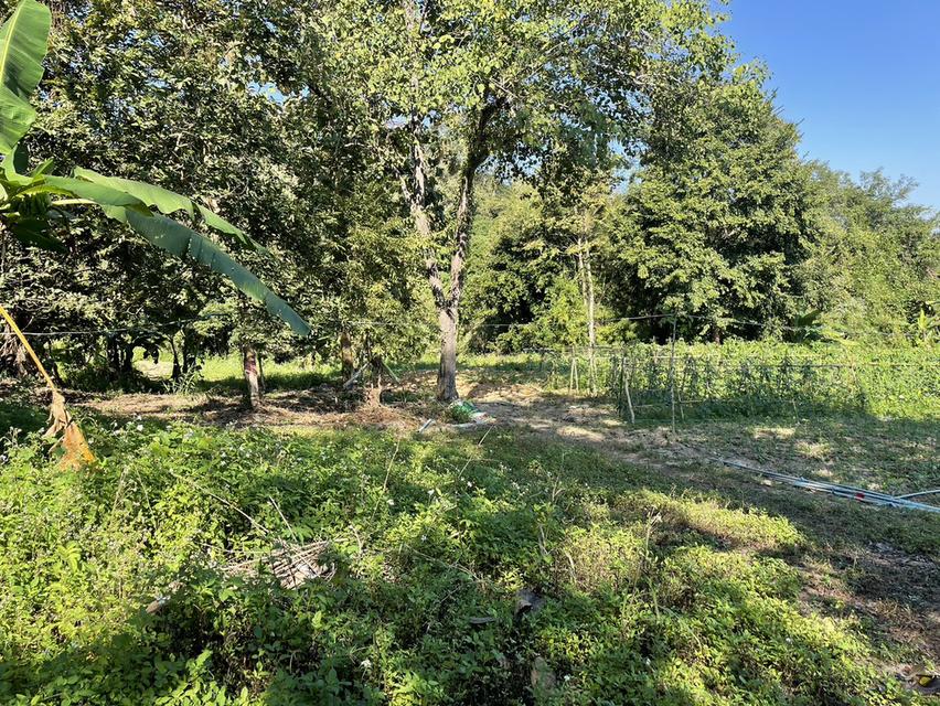 ที่ดินแม่ริม ใกล้ธรรมชาติ แปลงใหญ่ เหมาะทำ Private Estate / Wellness Premium 2