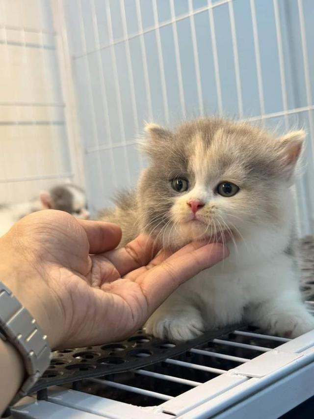 ขาย British Shorthair