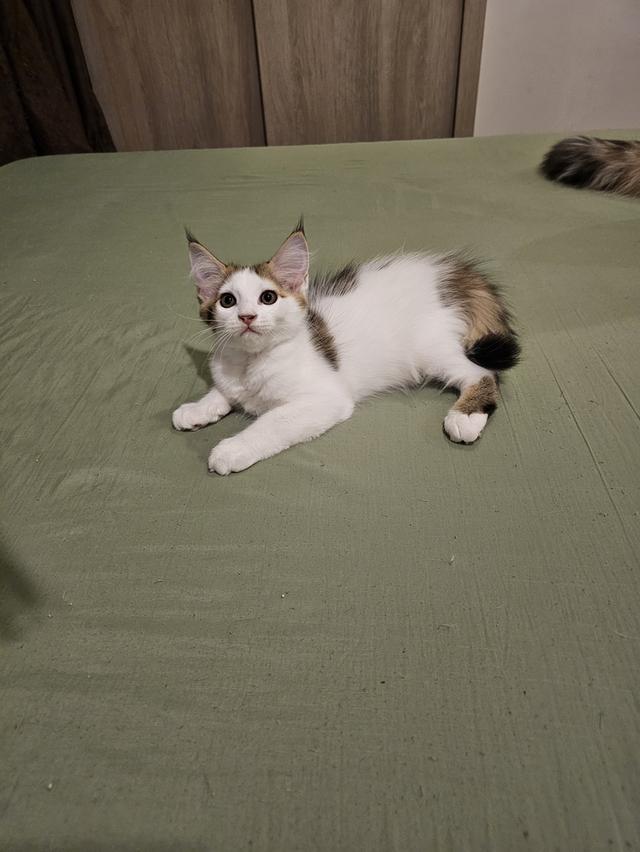 ลูกแมวเมนคูนผสมเปอร์เซีย