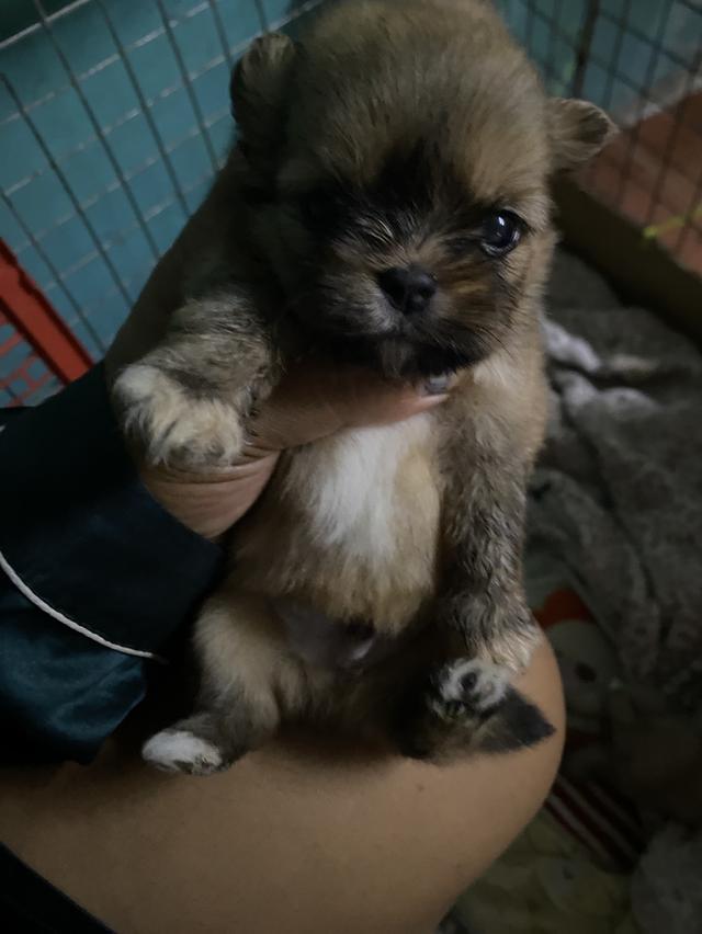 ชิสุปอม ตัวเล๋กน่ารัก รูปที่ 2
