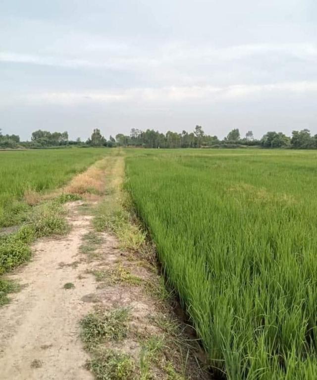 ที่ดินเกษตรกร ที่นา ที่ดิน อสังหาริมทรัพย์ 7