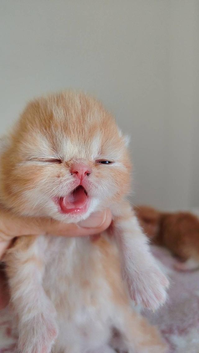 แมว EXO ติก   🔥🔥🏠🔥 แมวหน้าบี้ รูปที่ 7