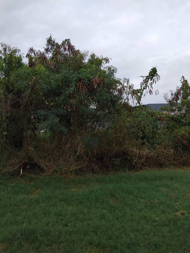 ขายที่ดินเปล่าราคาต่อรองกันได้ขายล้าน 7ทำเลดีตรงข้ามตลาดเรือบินแหล่งธุรกิจ 4