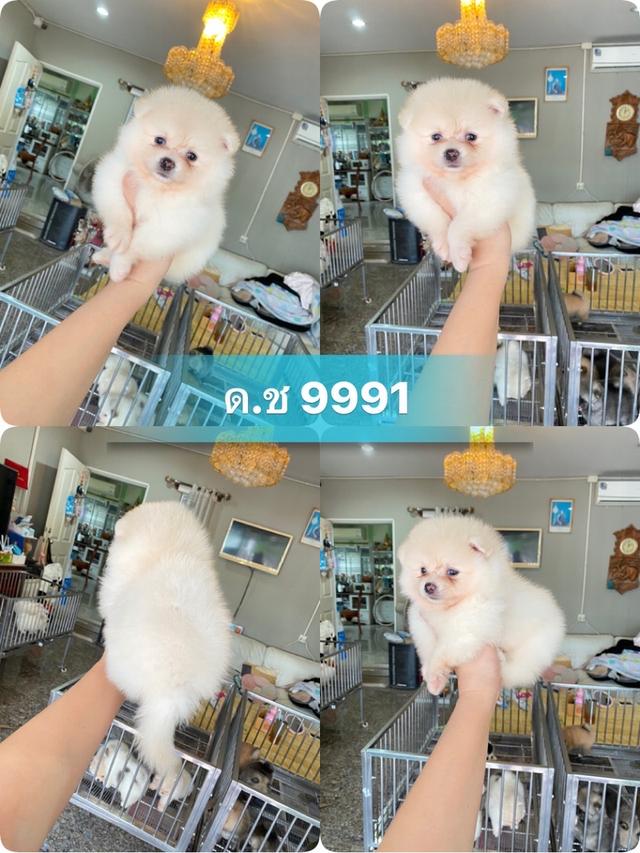 ลูกปอมแท้ มีหลายตัวให้เลือก มาดูตัวจริงได้