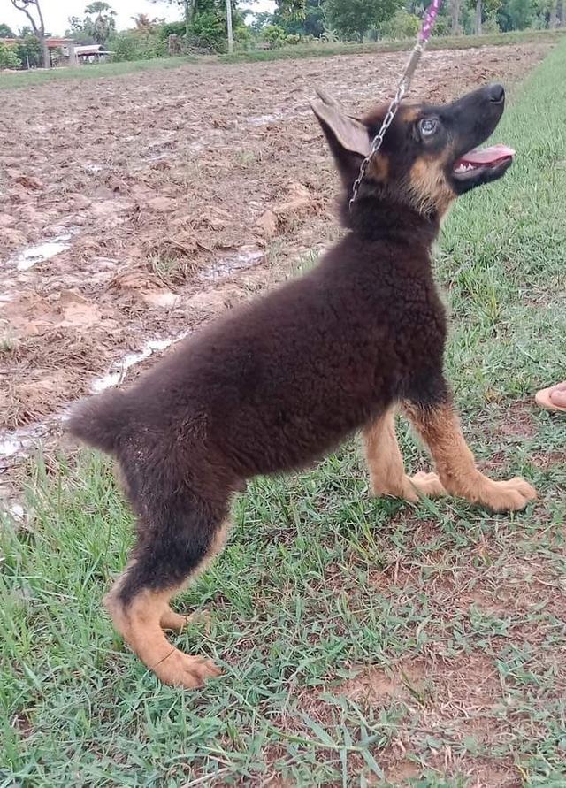 สุนัข German Shepherd เด็กชาย 3