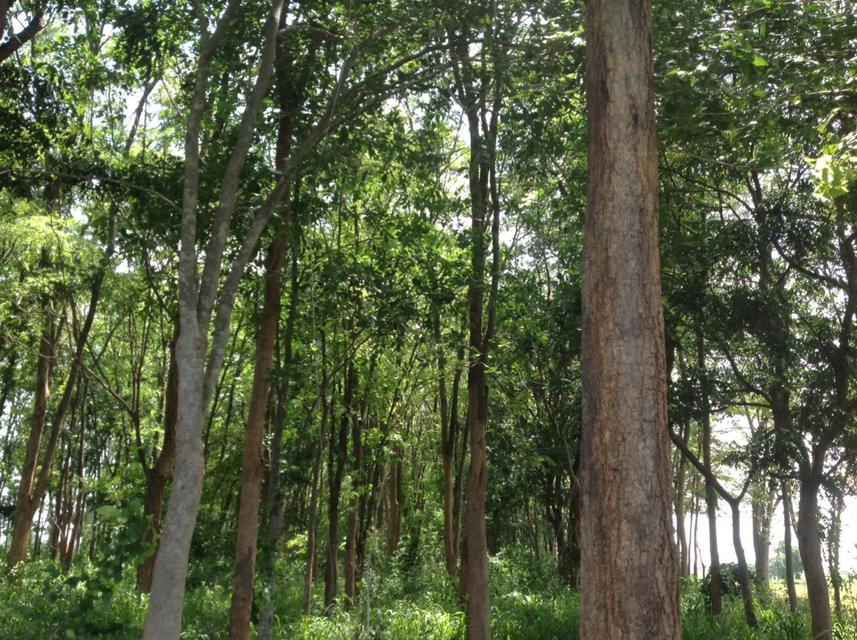 ขายไม้ใหญ่ ยกสวน 1200 ต้น ราคาพิเศษมาก จดทะเบียนต้นไม้ถูกต้อ 3