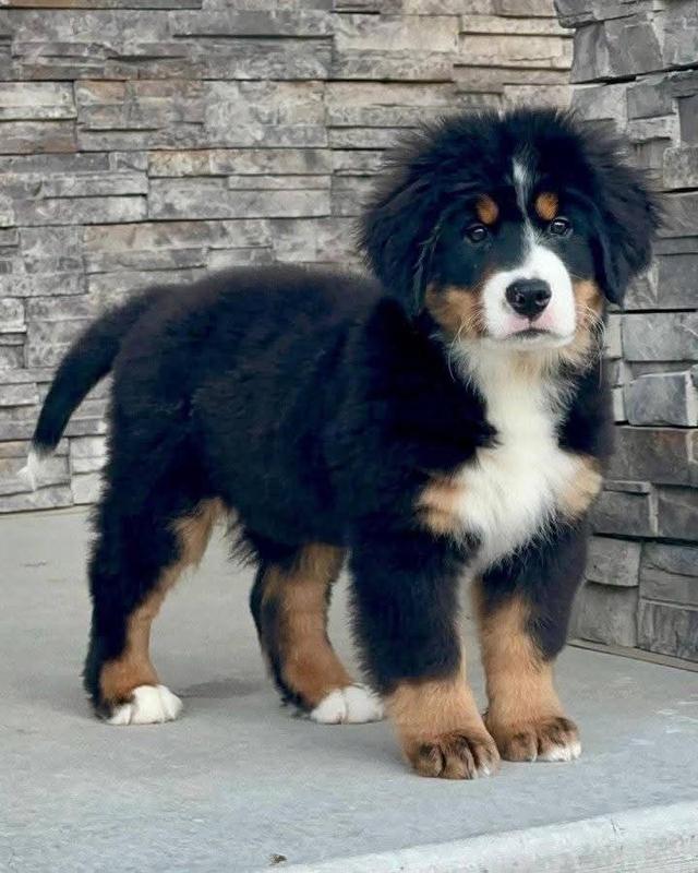 ขาย Bernese Mountain Dog หน้ามึน