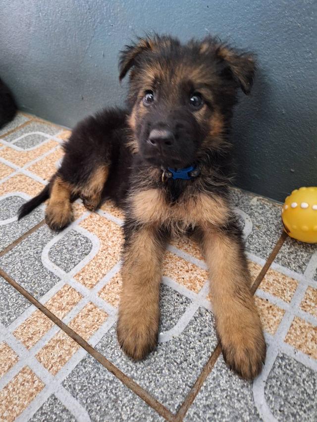 Adorable German Shepherd Puppies - Ready now ! 16