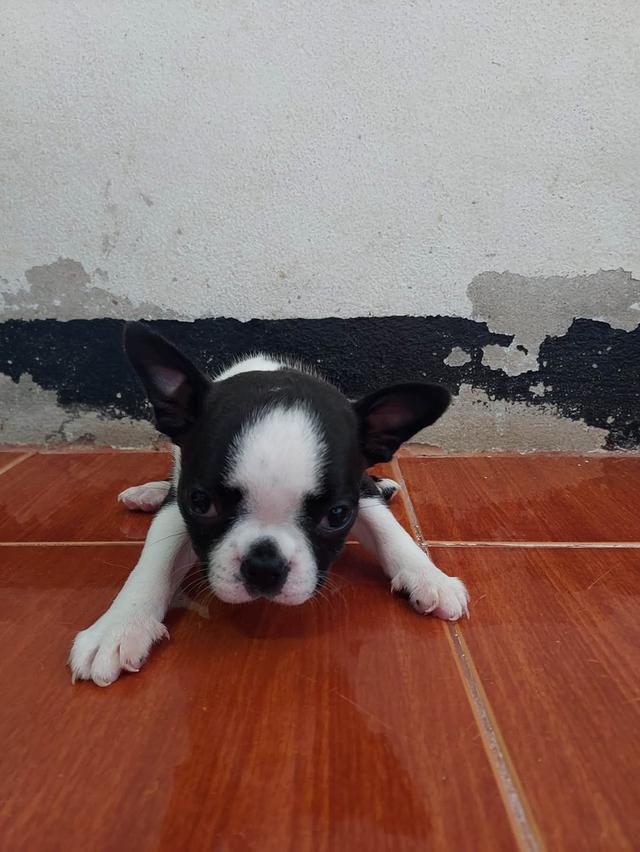 ลูกสุนัข Boston Terrier เด็กหญิง 3