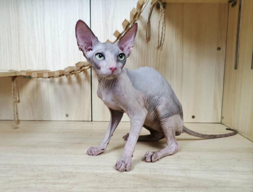 36.แมวสฟิงซ์/เพศผู้ Sphynx Cat/Male รูปที่ 6