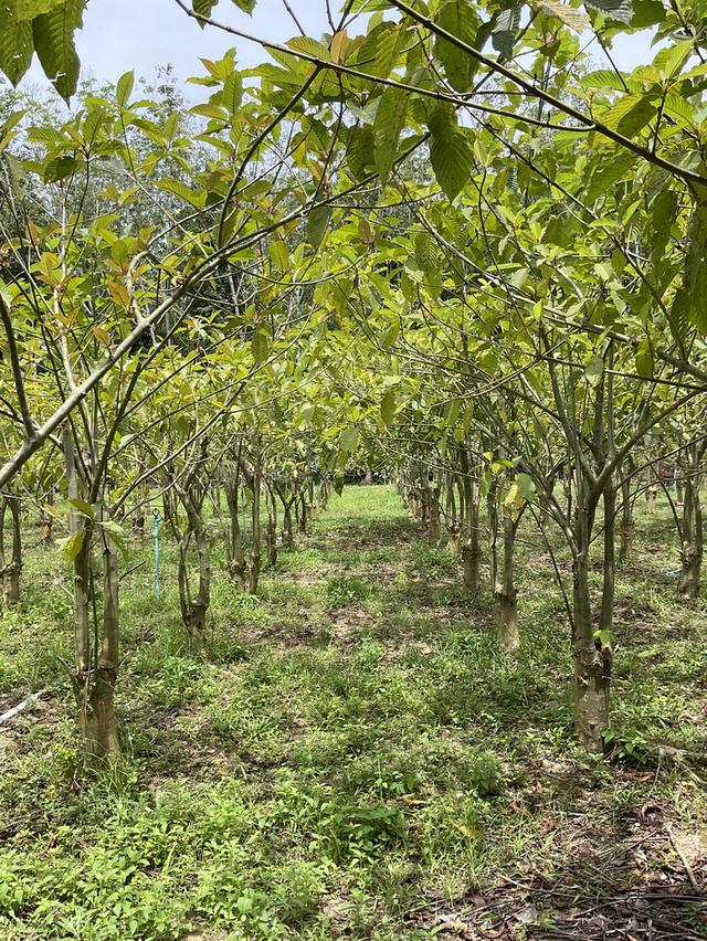 ขายสวนกระท่อม 3 ไร่ 3งาน 50 ตารางวา ติดคลองธรรมชาติ 6