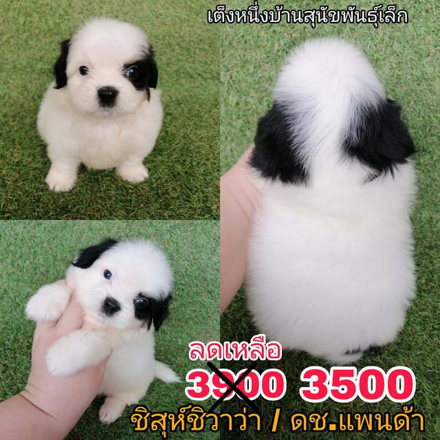 **ด่วน** 3900 ลดเหลือ 3500 ชิสุห์ผสมปอม ชิสุห์ผสมชิวาว่า ปอมเเท้ ไซส์เล็ก พร้อมย้าย