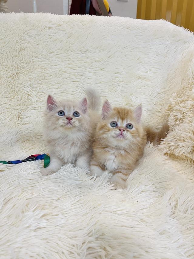 แมว เปอเซียสีส้ม ครีม🔥🔥🔥 รูปที่ 17