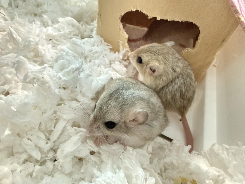 หนูแฟตเทลเจอร์บิล (Fat-tailed Gerbil) หรือหนูหางอ้วน