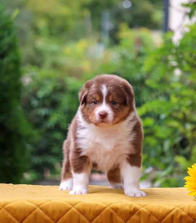 พร้อมปล่อยสุนัข Australian Shepherd 2