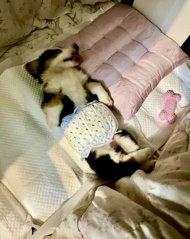 ลูกสุนัข Corgi สามสี 5