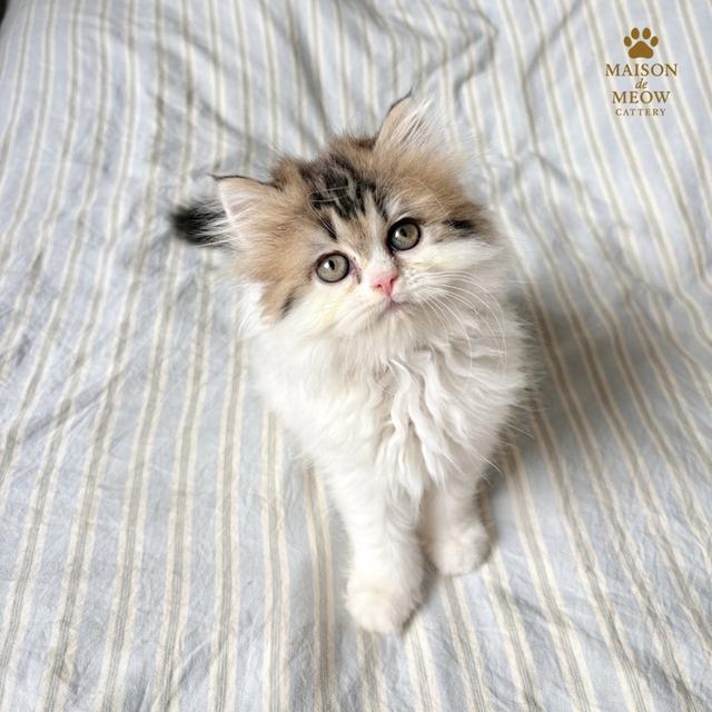 ❌🏠ได้บ้านแล้ว เปอร์เซียแท้ สามสี 10