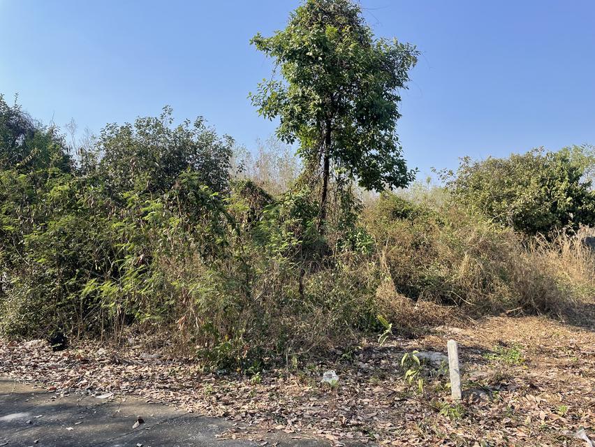 ที่ดินระยอง สวยร่มรื่น น้ำไม่ท่วม ทำร้านอาหารเท่ห์ๆ โรงคั่วกาแฟเก๋ๆเ ที่ตั้งอยู่หลัง bigc ระยอง ใกล้ ถนน บายพาส36 เนื้อที่ 196 ตรว เจ้าของขายเอง รูปย่อยที่ 5