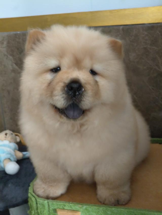 สุนัขสายพันธ์chowchow รูปที่ 2