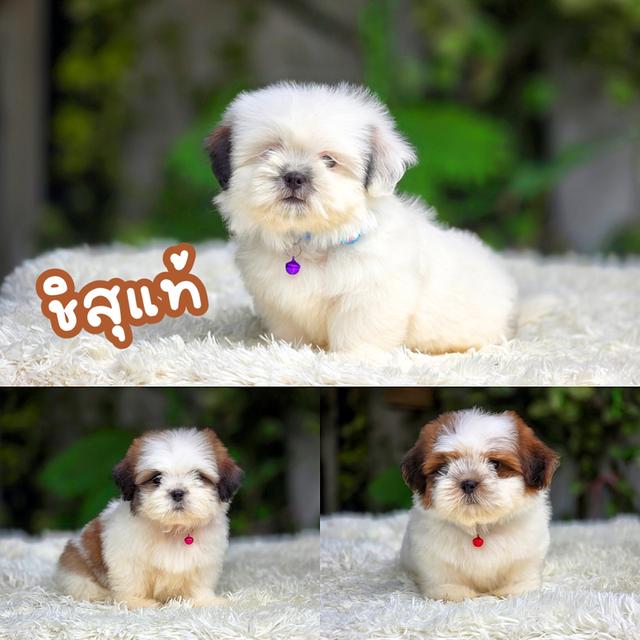 ชิสุแท้อายุ2เดือนพร้อมย้ายบ้านวัคซีนให้ฟรีเข็มแรกมีส่งเก็บปลายทาง
