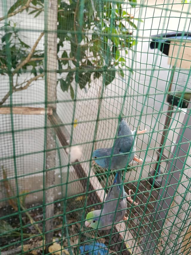 นกฟอพัส บลูเทอร์ควอยซ์ ปทุมธานี รูปที่ 2